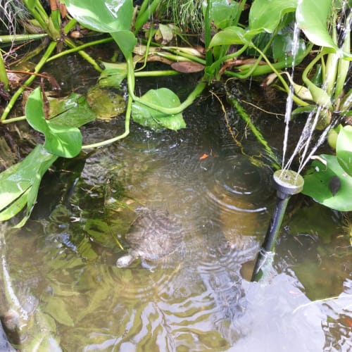 Tortue nageant dans un bassin entouré de plantes aquatiques vertes au bungalow Coco Guadeloupe, Terre de Haut