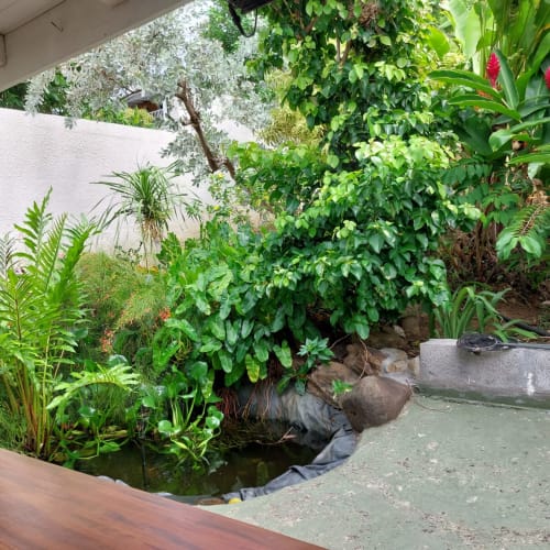 Jardin tropical luxuriant avec bassin au Bungalow Célyote, Terre-de-Haut, Les Saintes, Guadeloupe