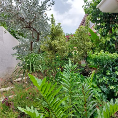 Jardin tropical luxuriant du Bungalow Célyote à Terre-de-Haut, Les Saintes, avec palmiers et verdure