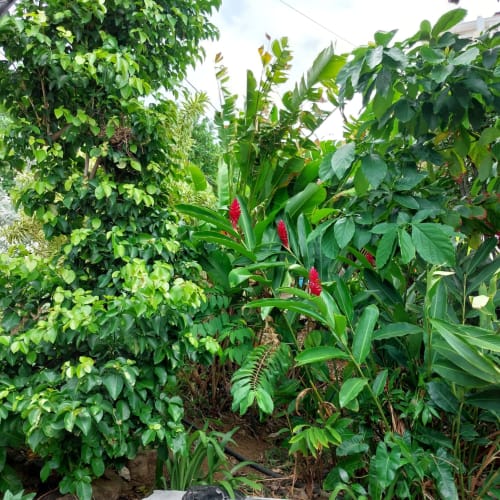 Jardin tropical luxuriant aux fleurs de gingembre rouge éclatant, Bungalow Célyote, Terre de Haut, Les Saintes