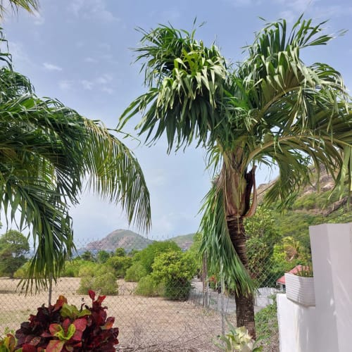 Jardin tropical avec palmiers et feuillages rouges au gîte Coco Guadeloupe, Terre-de-Haut, Les Saintes