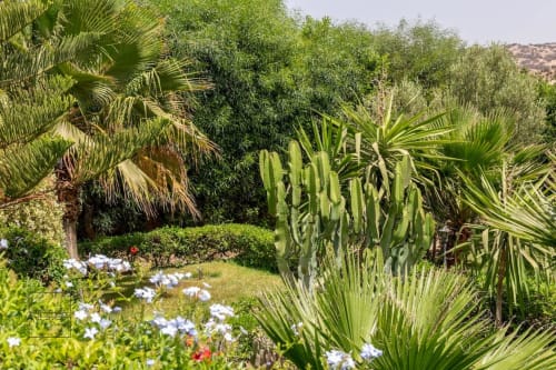 Jardin méditerranéen luxuriant à la Villa Castellum avec cactus, palmiers et plantes fleuries en Provence