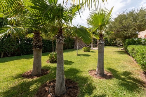 Palmiers dans le jardin paysagé de la Villa Castellum, gîte de charme en France