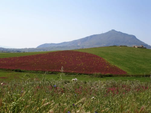 Campagna ondulata siciliana nei pressi di Valderice con campi di fiori selvatici, terreno rosso e sfondo di montagna vulcanica