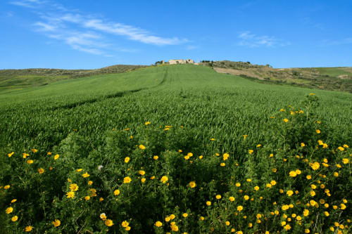 Dolci colline toscane con fiori selvatici gialli e villa in collina vicino a Valderice, Sicilia