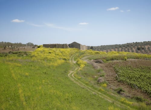 Valle verdeggiante con antichi resti e oliveti vicino all'Hotel Candalú a Valderice, Sicilia