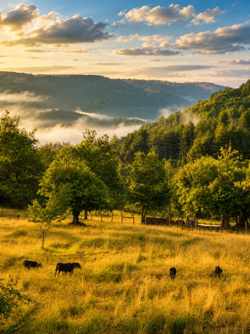 Vallée montagneuse avec troupeau au pâturage, collines boisées et brume matinale près de Concoules, gîte des Cévennes