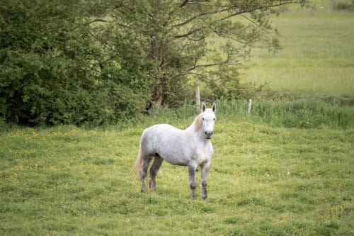 Cheval gris debout dans le pré du gîte Maisons Noisette à Saint-Pierre-des-Ormes, France