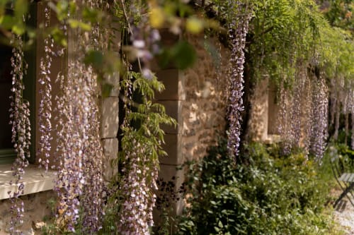 Voûte en pierre drapée de glycine à la Maisons Noisette B&B, Saint-Pierre-des-Ormes, avec vignes fleuries violettes et végétation luxuriante