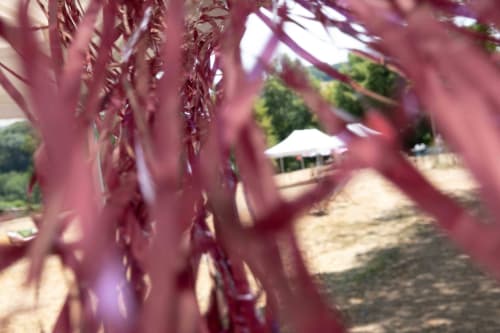Roze treurwillgtakken omlijsten een tuinterras met parasol bij Château de Vaux Morvan B&B in Étang sur Arroux, Frankrijk