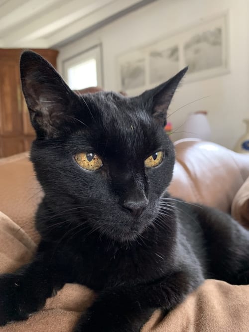 Chat noir aux yeux dorés se reposant à la Maison d'Hôtes La Chabanaise, un charmant gîte du Marais Poitevin