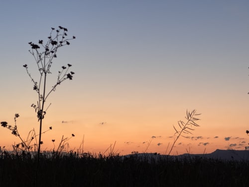Wildflowers silhouetted against sunset sky near Les Granges Du Fournel, Saint-Lattier