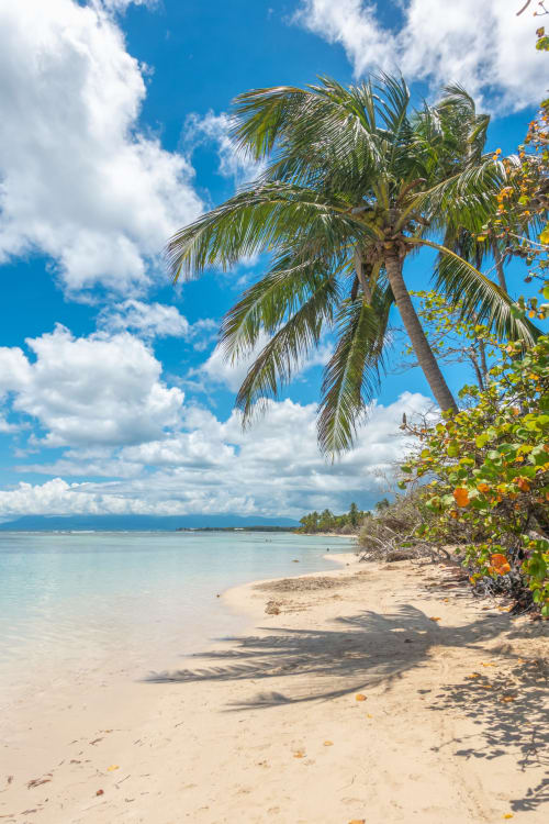 Plage tropicale de Sainte-Anne, Guadeloupe avec palmier, sable blanc, eau turquoise et ciel bleu