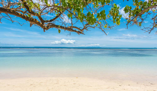 Plage de sable blanc immaculé avec eau turquoise et arbre penché à Balaga Vacances, Sainte-Anne, Guadeloupe