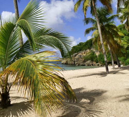 Plage tropicale à Balaga Vacances à Sainte-Anne, Guadeloupe avec palmiers, rivage de sable et eau turquoise