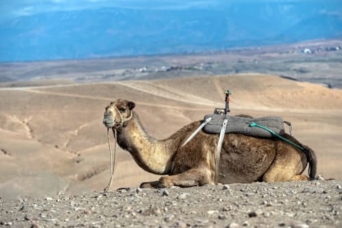 Chameau au repos avec selle dans le paysage désertique de Marrakech près de la Villa El Gada
