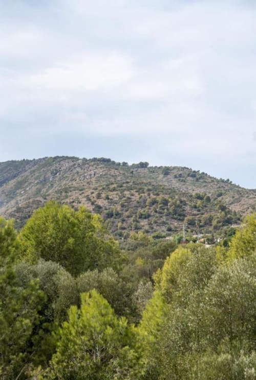 Ladera boscosa con árboles dispersos cerca de Villa Magos en Málaga, España