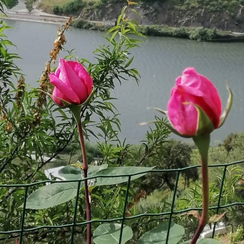 Rosas rosa vibrantes com vista para o rio Douro em Tomás Barqueiro, uma casa de hóspedes no Vale do Douro em Folgosa, Portugal