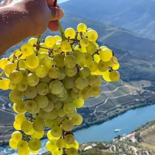 Uvas brancas em destaque com o vale do Douro e paisagem de vinhedos abaixo na Tomás Barqueiro