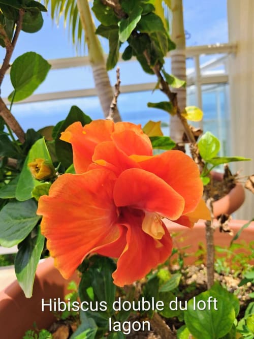 Hibiscus rouges éclatants fleurissant au jardin de la mezzanine du Lagon, Aux Colibris Amoureux, Grand Bourg