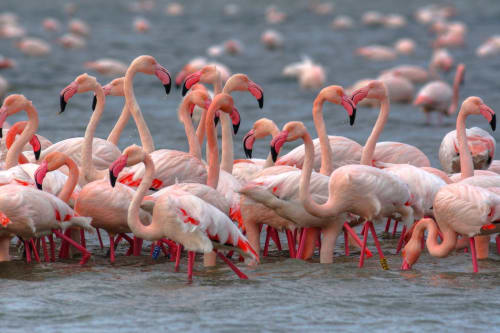 Fenicotteri rosa guadano le acque basse vicino a Porto Viro, Italia, destinazione Casa Mia B&B