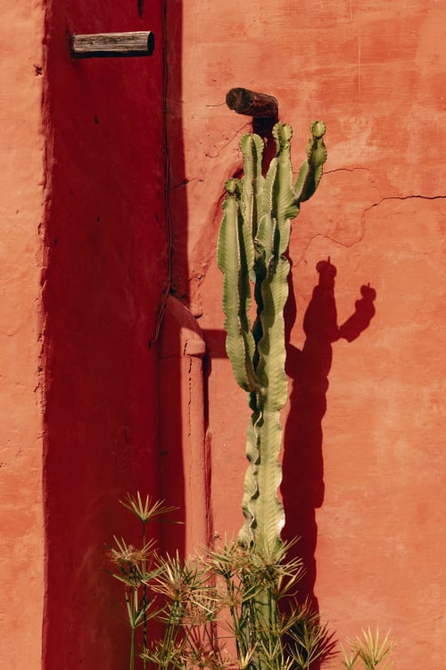 Grand cactus vert avec oiseau sur un mur rouge et orange vibrant à l'hôtel Eucalyptus Ethnic à Essaouira, Maroc