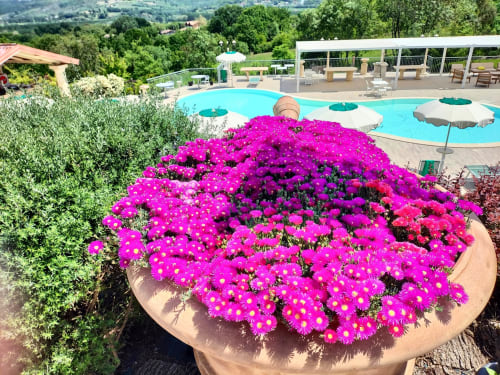 Vibrant magenta flowers in a terracotta planter overlooking the turquoise pool at Country House Bosco d'Olmi in Sant'Andrea