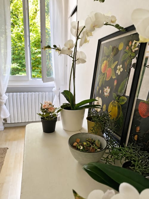 White orchid plant and botanical artwork on windowsill at Veneto Villa Garden Lodge, Sant'Agostino