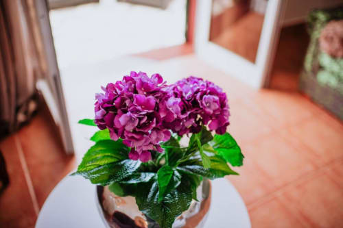Vibrantas flores de hortênsia roxa em vaso de cerâmica no terraço da Villa Amore, com vistas do oceano e paredes brancas