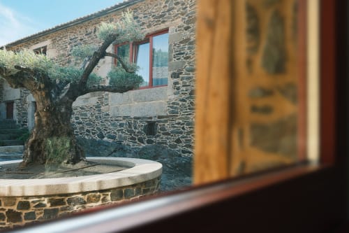 Antiguo olivo retorcido en el patio de Casa Grande de Covas, edificio de piedra con marco de ventana rojo en Taboada, Lugo