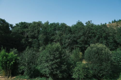 Exuberante paisaje de frondosa vegetación y bosque verde en Casa Grande de Covas, Taboada Lugo