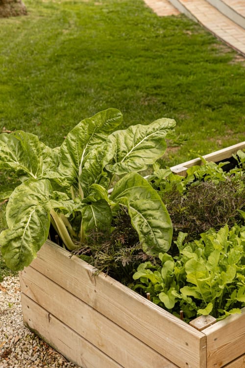 Wooden raised garden bed with fresh lettuce and greens at Sea'Ya Villas villa in Colares, Portugal