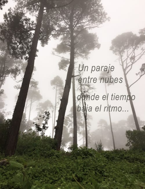 Bosque de pinos brumoso en el hotel Sento SanMa, San Mateo Río Hondo con texto poético en español