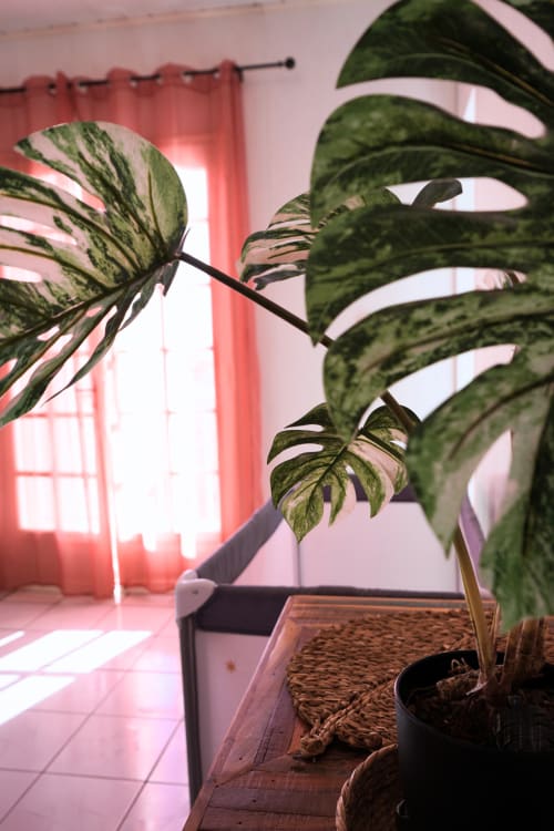 Plante Monstera aux feuilles panachées dans un pot au gîte R'marine439, baignée de lumière rose des rideaux corail
