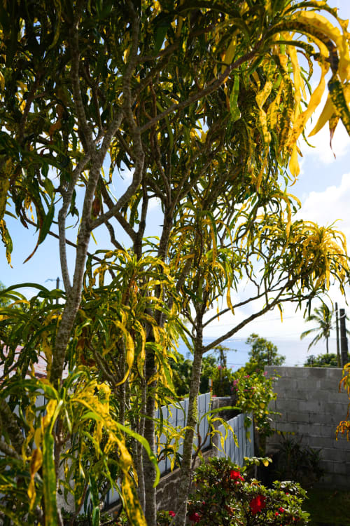 Vue du jardin tropical du gîte R'marine439 Caz' mangoustan à Sainte-Rose avec arbres aux feuilles jaunes et fleurs rouges