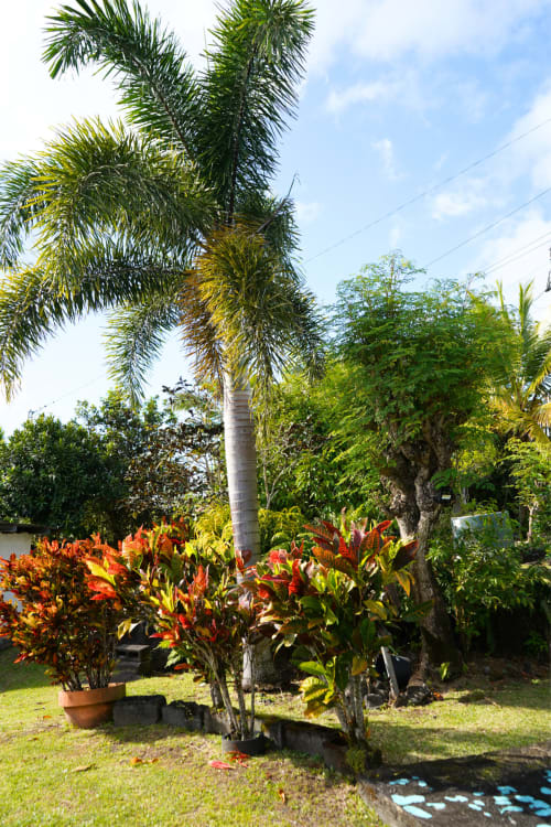 Jardin tropical du gîte R'marine439 à Sainte-Rose avec fleurs rouges éclatantes, palmiers et végétation luxuriante
