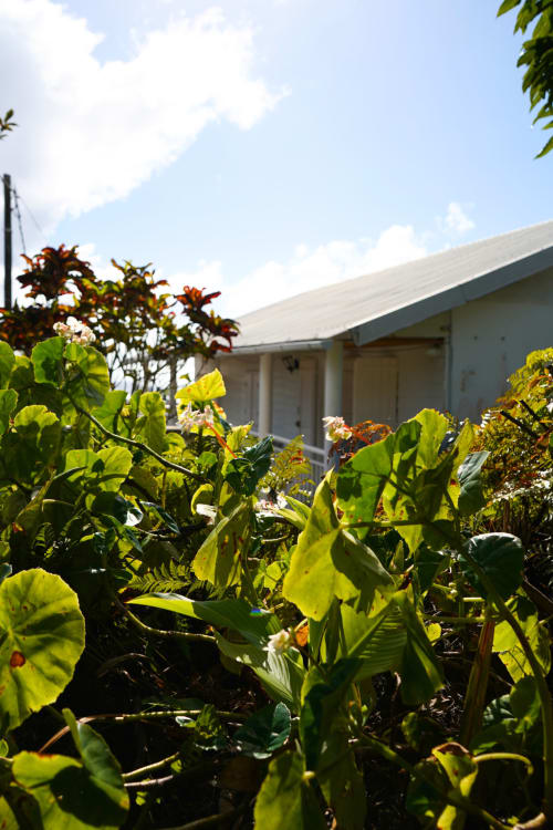 Vue luxuriante du gîte Caz' mangoustan à R'marine439 à Sainte-Rose avec plantes tropicales et bungalow blanc