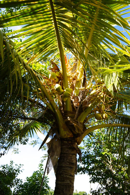 Cocotier aux frondes vertes et ses fruits dans le jardin de la maison d'hôtes R'marine439 à Sainte-Rose