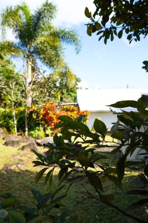 Jardin tropical du gîte R'marine439 à Sainte-Rose avec palmiers luxuriants, fleurs orangées et bungalow blanc sous ciel bleu