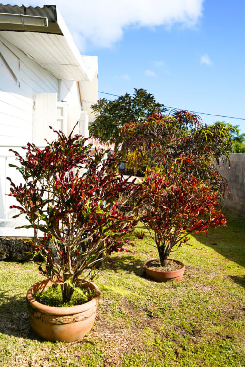 Jardin tropical du gîte R'marine439 avec plantes fleuries rouges en pots en terre cuite, Sainte-Rose