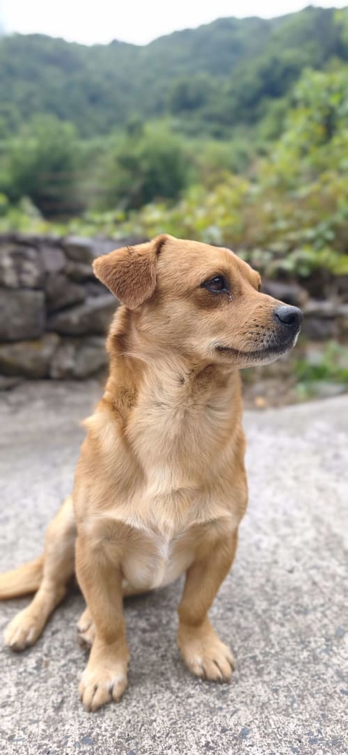 Labrador dourado sentado em terraço de cascalho com vista deslumbrante do vale montanhoso no Refúgio do Nevoeiro, São Vicente, Portugal