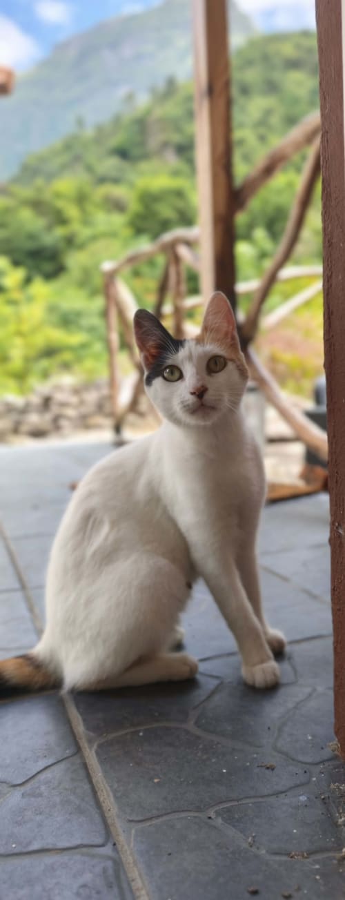 Gato branco sentado na varanda da pousada Refúgio do Nevoeiro, São Vicente, com vistas para as montanhas ao fundo