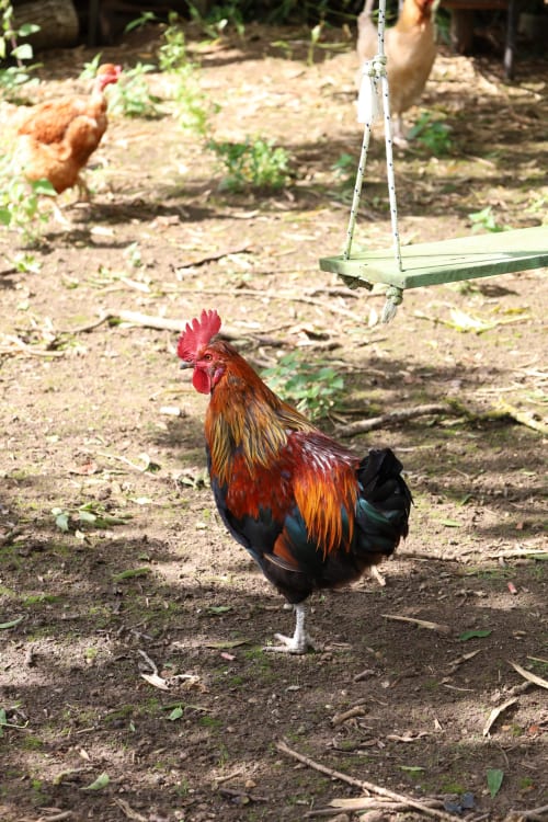 Coq coloré dans la cour de Domaine Chapelle B&B, La Chapelle-la-Reine, avec balançoire et poules visibles