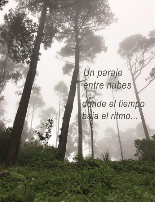 Bosque brumoso en el hotel Sento SanMa con árboles altos y texto de poesía española superpuesto en San Mateo Río Hondo