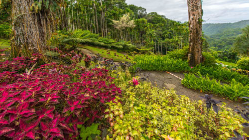 Fleurs et plantes tropicales Jardin de Balata à 10 min Hôtel Maison Clémentine Fort-de-France
