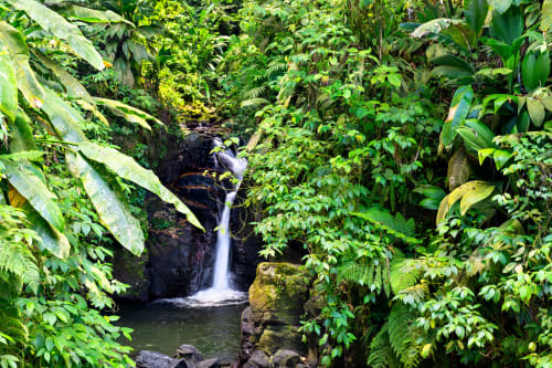 Cascade forêt tropicale Martinique