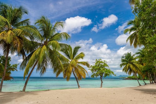 Plage tropicale avec palmiers, eaux turquoise et    sable blanc en  Martinique