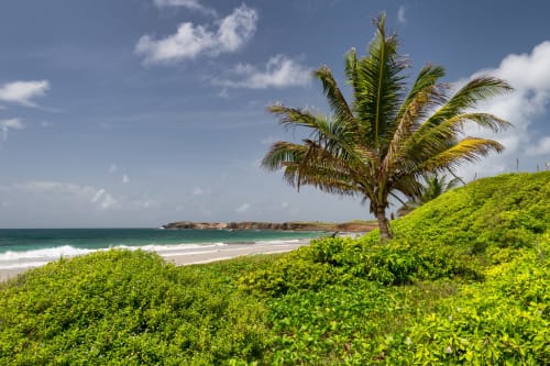 Vue tropicale de la plage près de Fort-de-France avec palmier, végétation côtière luxuriante, eaux turquoise et rivage sablonneux.