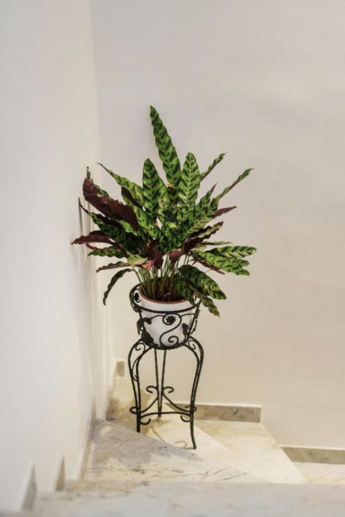Pianta in vaso con foglie verde e bordeaux a motivi decorativi in elegante supporto in ferro battuto presso Origenes Rooms Procida