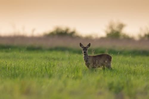 Cerf dans le pré de La Grange Aux Etangs près de Sennely, France